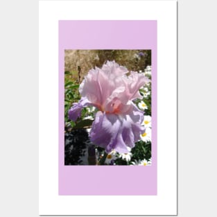 Purple Iris Flower Posters and Art